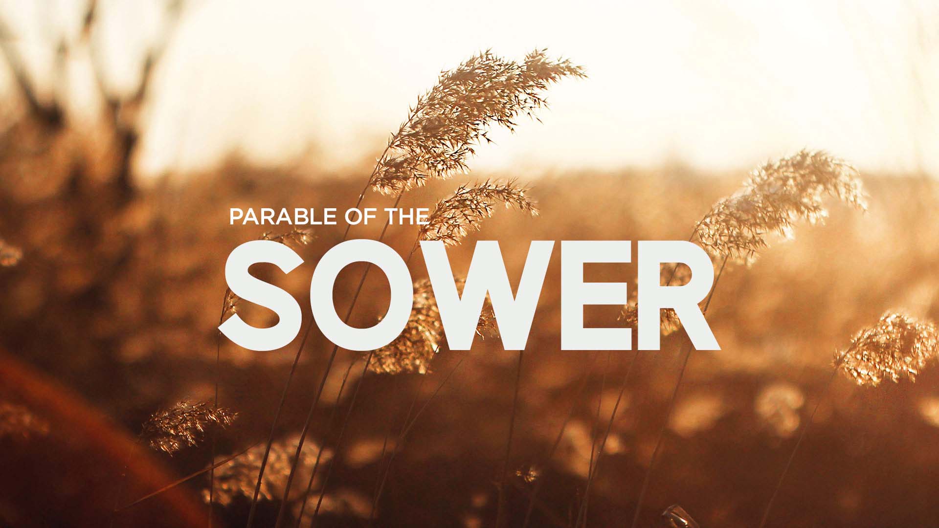Parable Of The Sower – Part 1