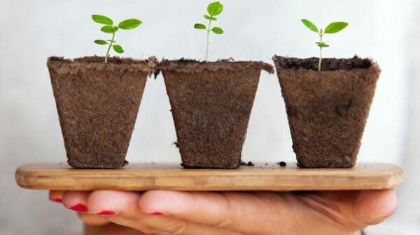 three green leafed plants