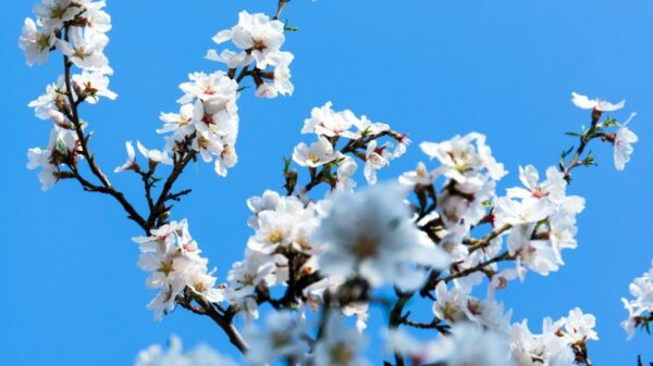 shallow focus photography of white flowers