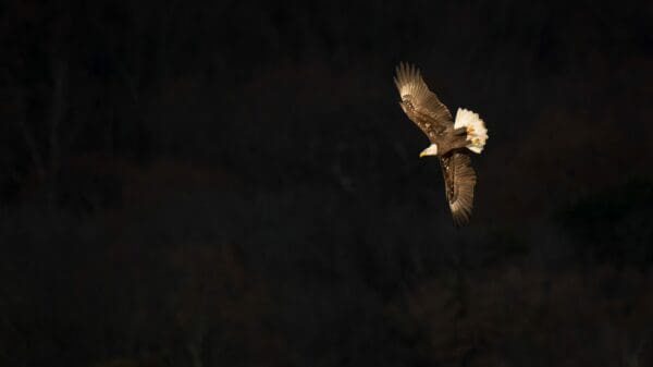 bald eagle flying
