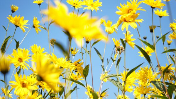 yellow flowers under blue sky during daytime