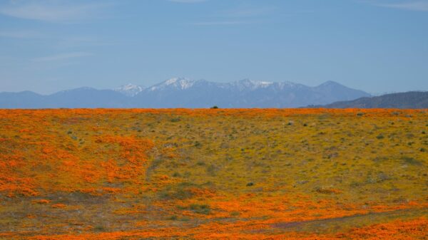 orange and green grass field