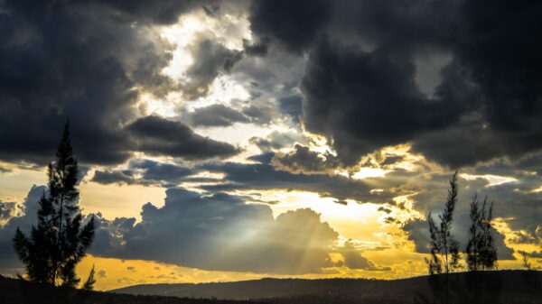 trees overlooking mountain under white sky at daytime