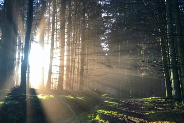 sunlight piercing on trees during daytime