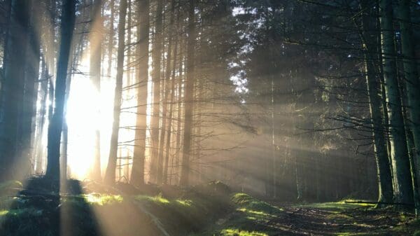 sunlight piercing on trees during daytime