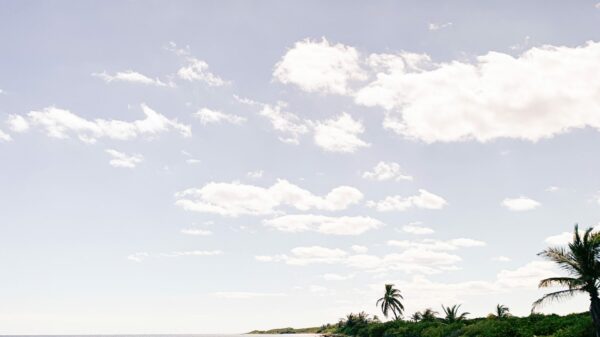 green palm tree on beach during daytime