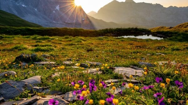 purple petaled flowers near mountain