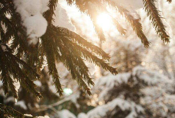 green pine tree covered with snow