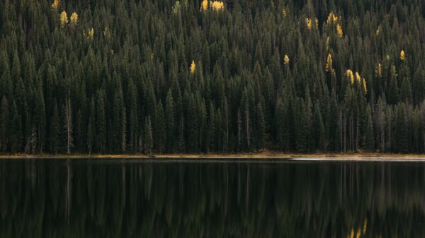 a large body of water surrounded by a forest
