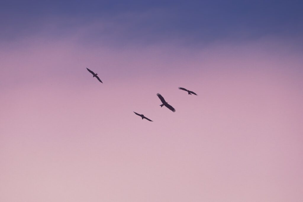 birds flying under blue sky during daytime