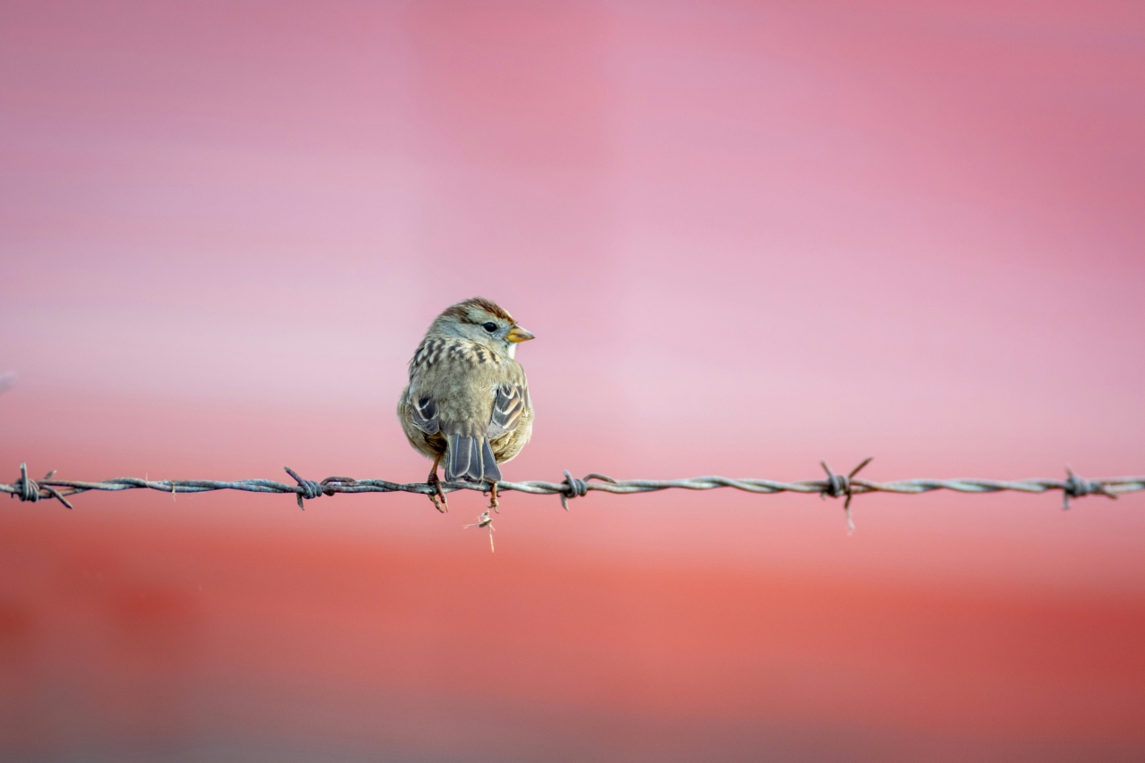 Free Indeed